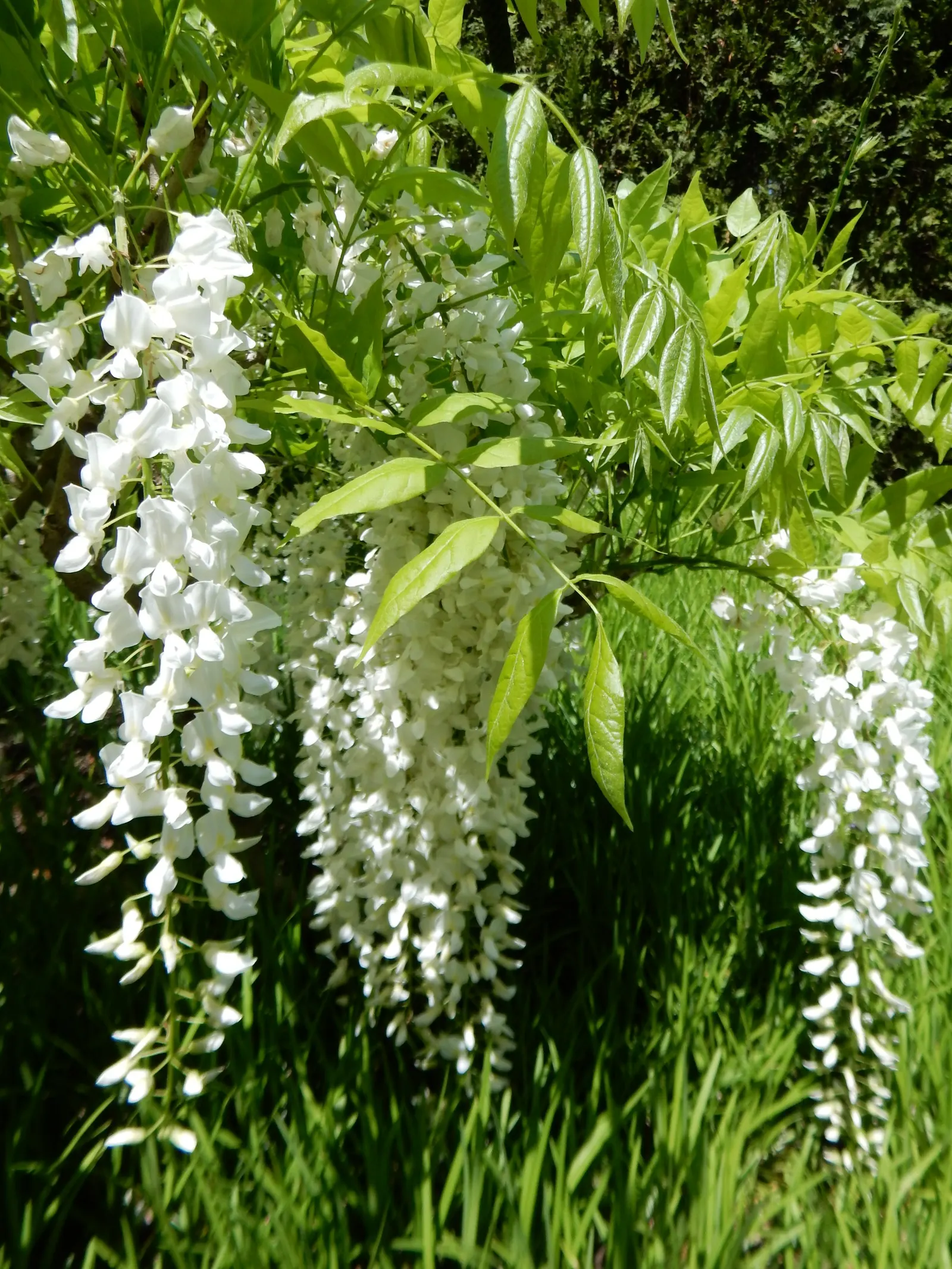 Japanese Wisteria (Wisteria Floribunda) — Regular pruning will be needed to maintain its shape and promote flowering