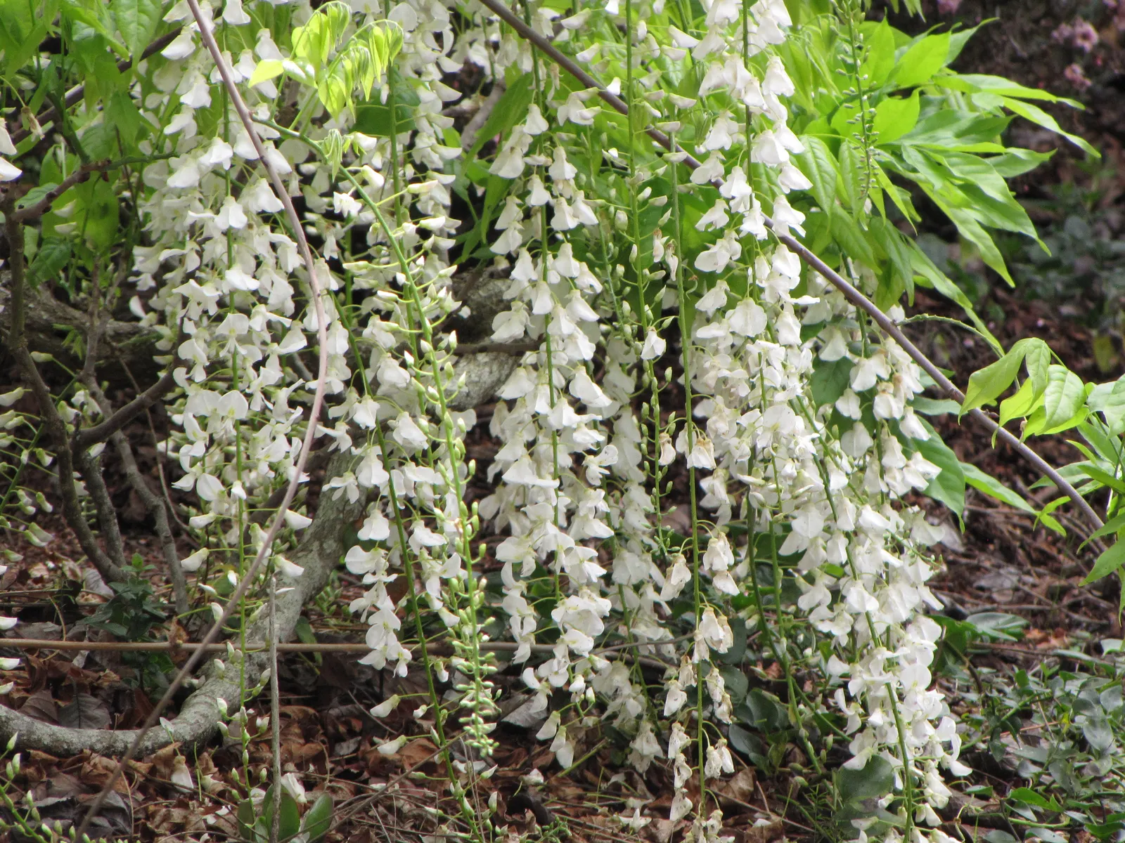 Japanese Wisteria (Wisteria Floribunda) — including shades of violet