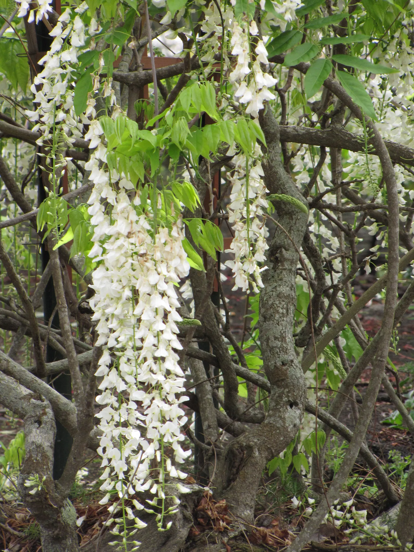 Japanese Wisteria (Wisteria Floribunda) — ranging from 12 to 18 inches