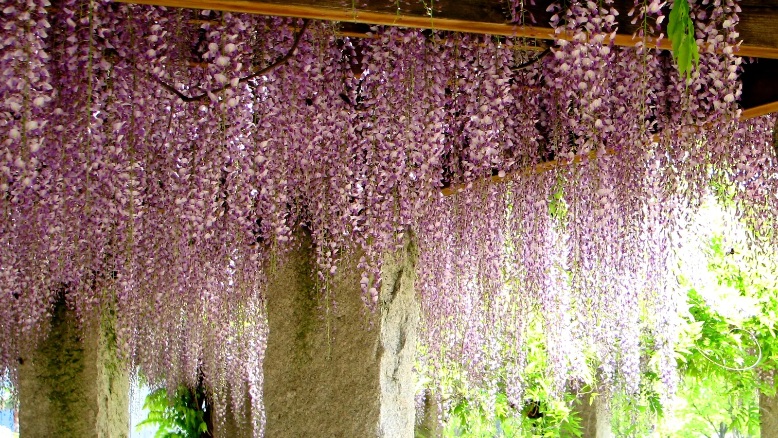 Japanese Wisteria (Wisteria Floribunda) — It's a perfect addition for clients looking to add vertical interest and timeless elegance to their garden; deciduous