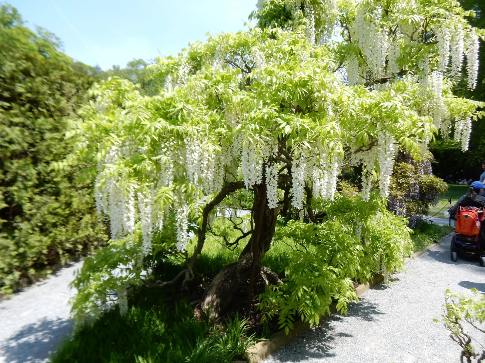 Japanese Wisteria (Wisteria Floribunda) — including shades of violet; ranging from 12 to 18 inches