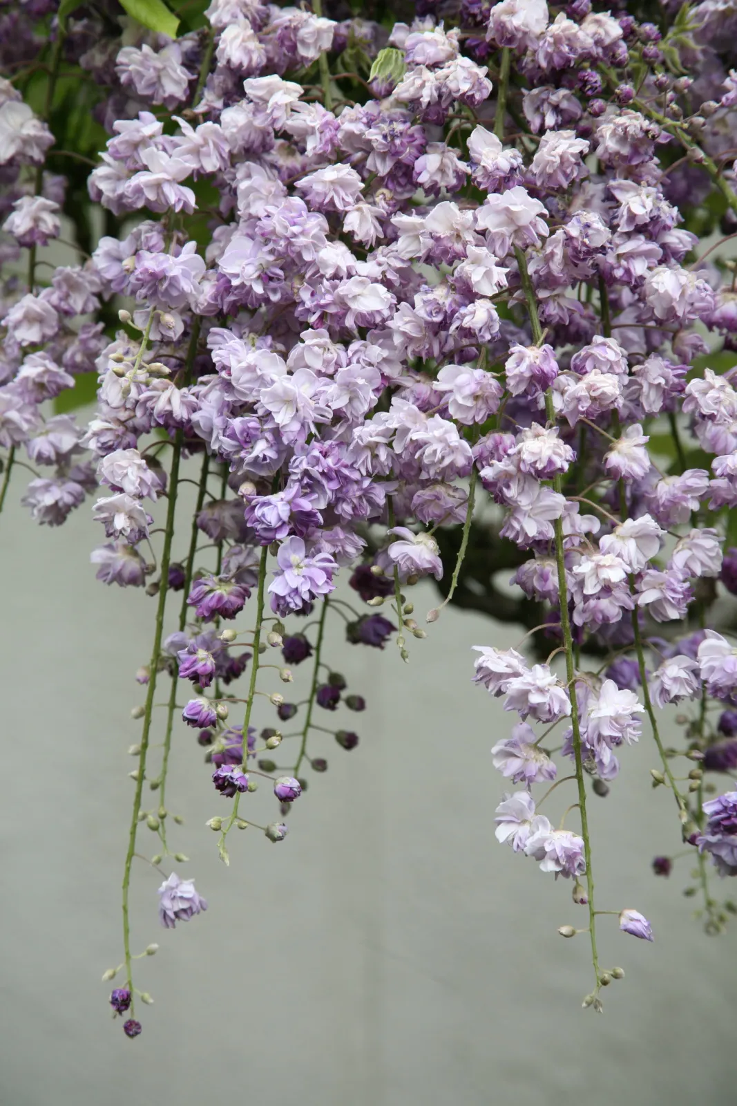 Japanese Wisteria (Wisteria Floribunda) — making it an ideal specimen for large structures such as pergolas; lavender and pink flowers in the garden