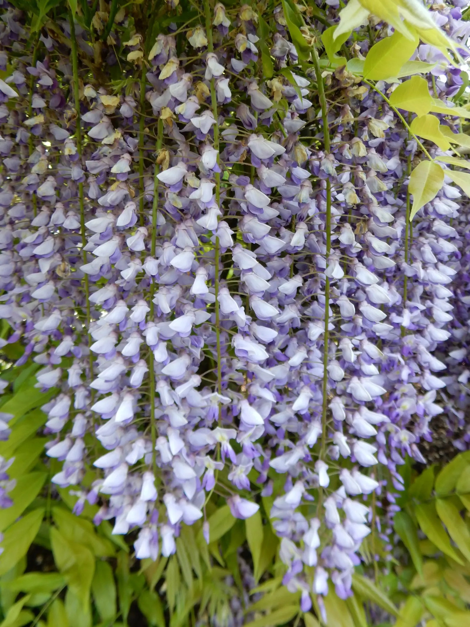 Japanese Wisteria (Wisteria Floribunda) — Space plants about 10-15 feet apart, allowing room for a spread of up to 30 feet; including shades of violet