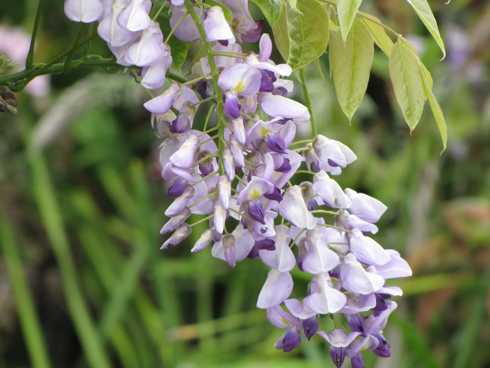 Japanese Wisteria (Wisteria Floribunda) — and sometimes even reaching over 3 feet; once in the summer and then again in the winter