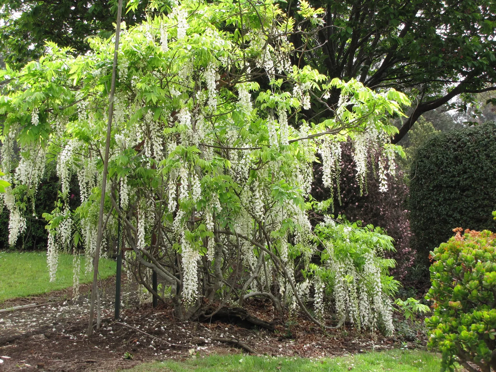 Japanese Wisteria (Wisteria Floribunda) — shrub / vine with lavender and pink blooms; or fences where it can be trained to climb
