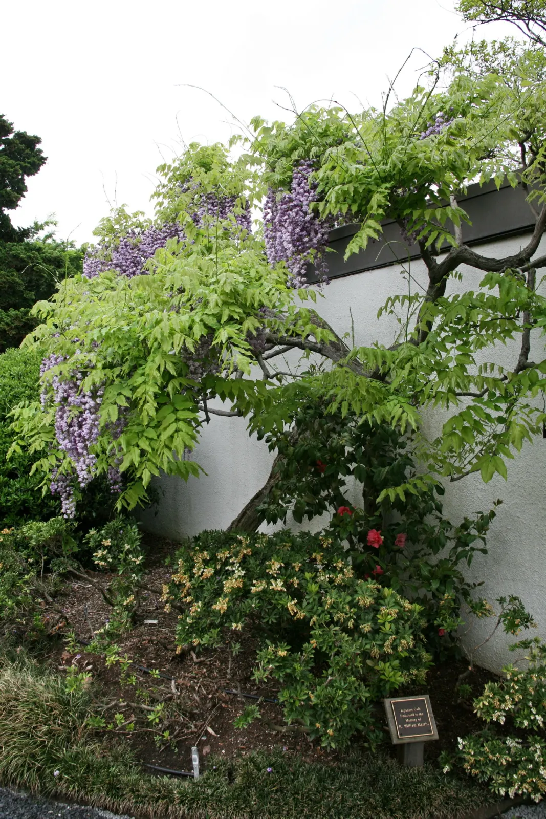 Japanese Wisteria (Wisteria Floribunda) — or fences where it can be trained to climb