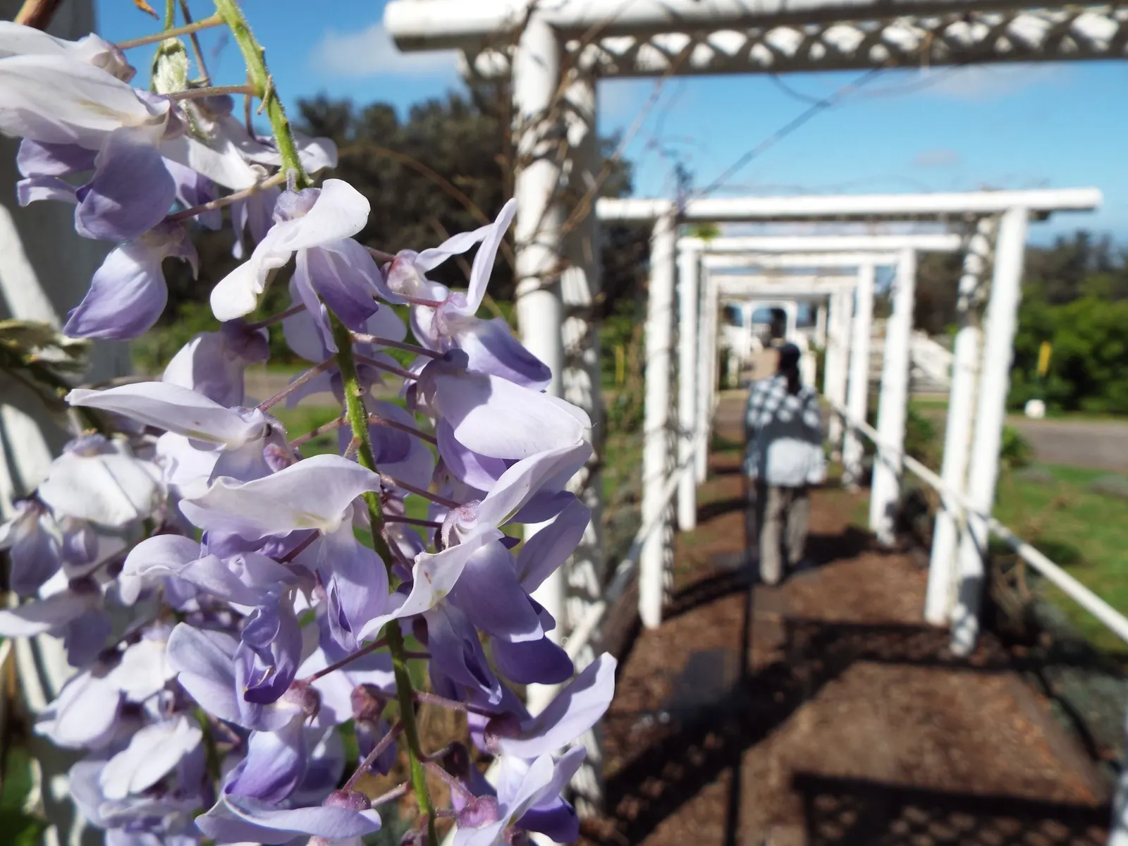 Japanese Wisteria (Wisteria Floribunda) — These pendulous blooms come in a variety of colors; typically extending 12-18 inches long in shades of violet to white