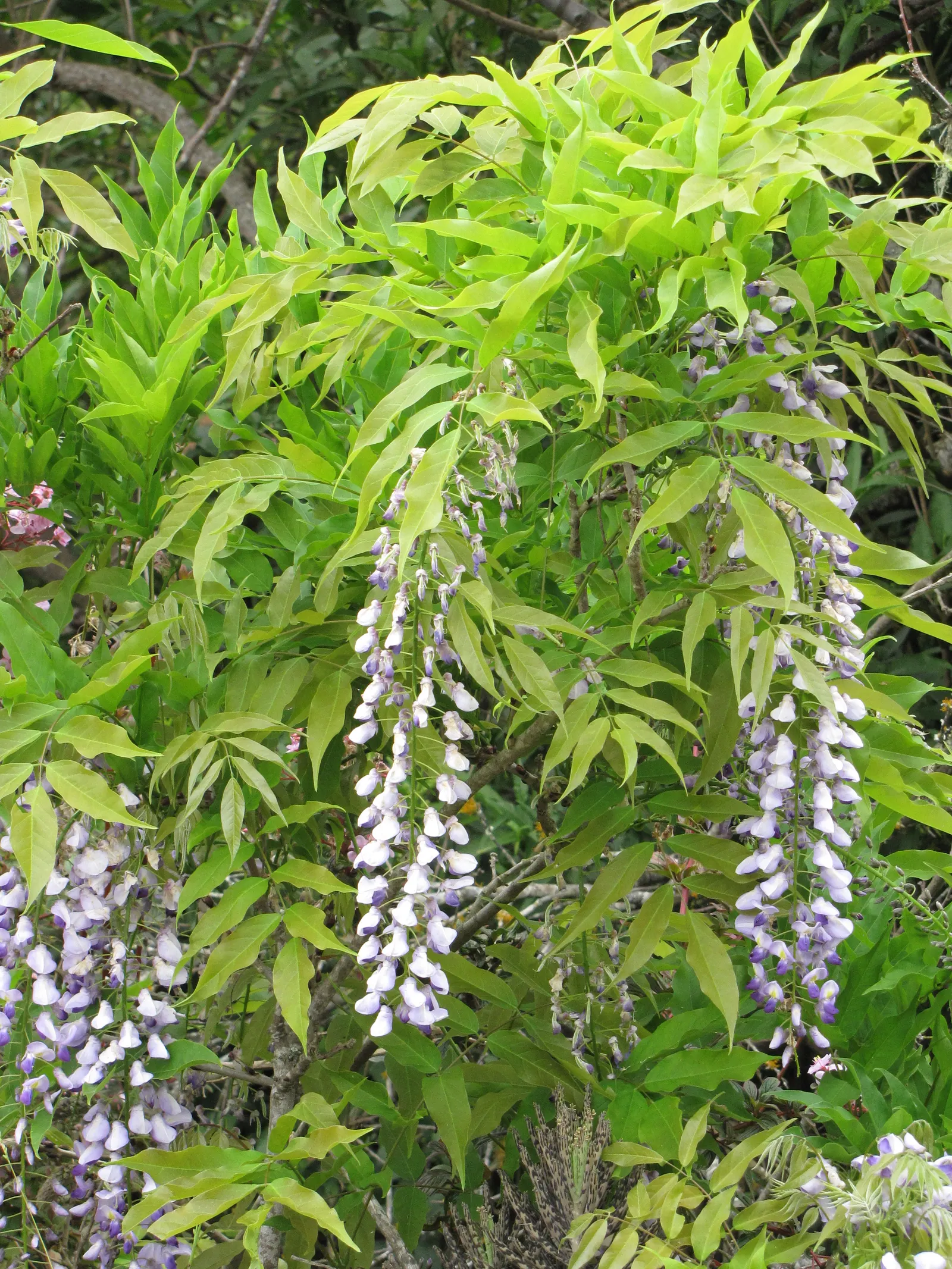 Japanese Wisteria (Wisteria Floribunda) — ranging from 12 to 18 inches; making it an ideal specimen for large structures such as pergolas
