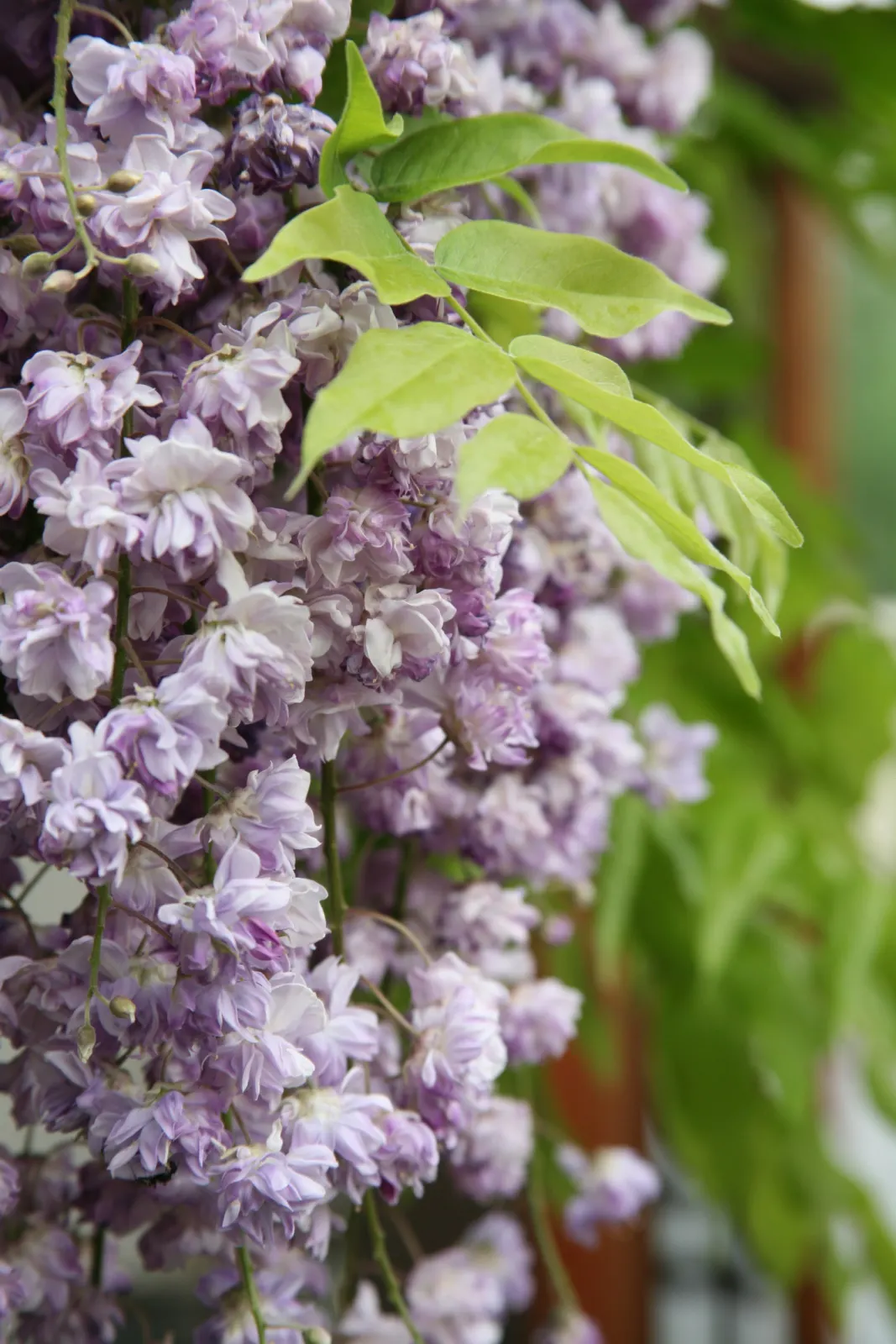 Japanese Wisteria (Wisteria Floribunda) — lavender and pink flowers in the garden