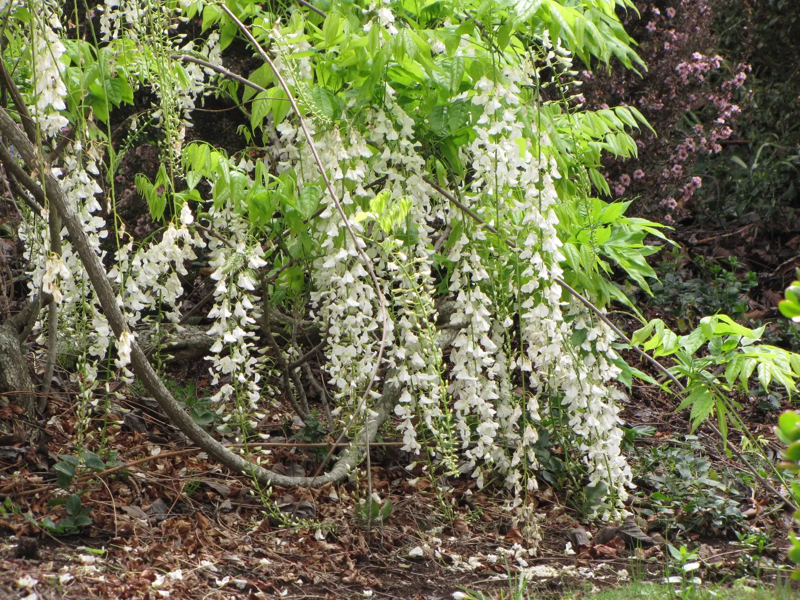 Japanese Wisteria (Wisteria Floribunda) — making it an ideal specimen for large structures such as pergolas