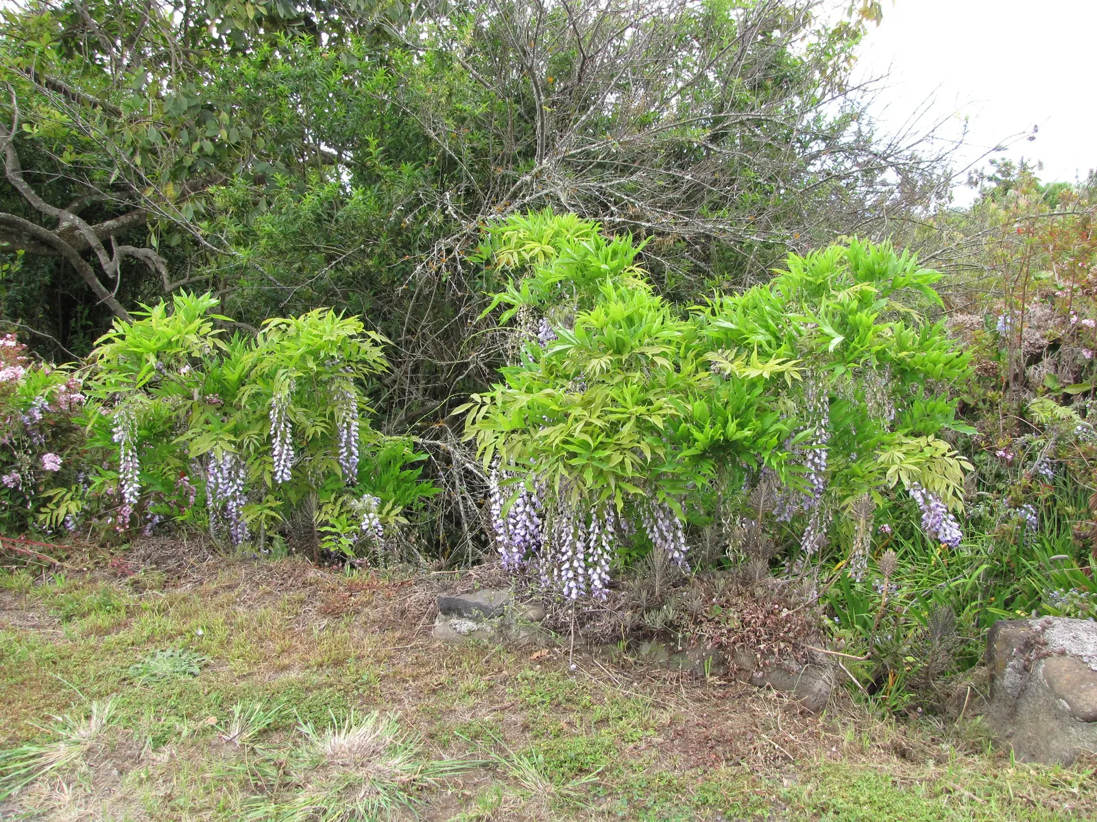 Japanese Wisteria (Wisteria Floribunda) — lavender and pink flowers in the garden; with racemes that can be exceptionally long