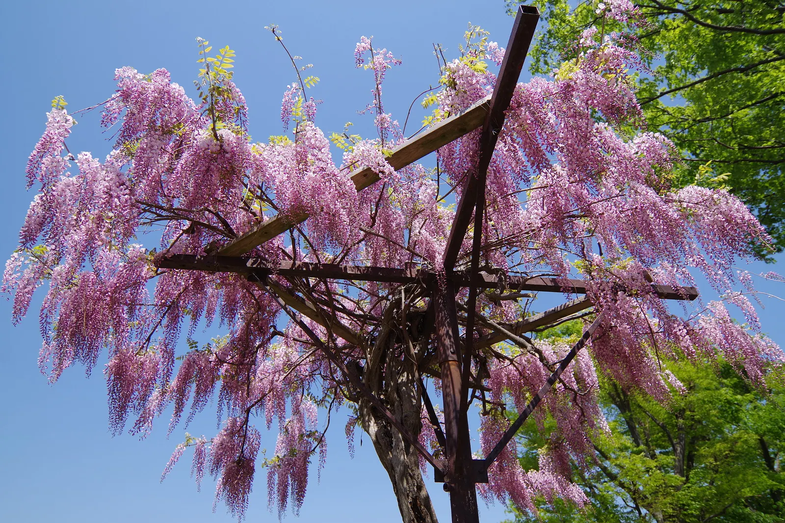 Japanese Wisteria (Wisteria Floribunda) — This plant prefers full sun to partial shade and thrives in well-drained, fertile soil; these pendulous blooms come