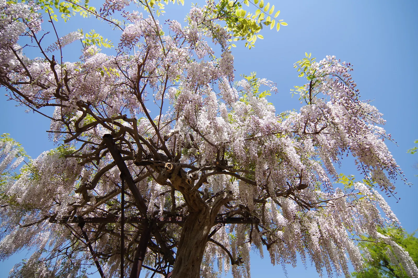Japanese Wisteria (Wisteria Floribunda) — with racemes that can be exceptionally long; this species displays an impressive floral show in late spring to early