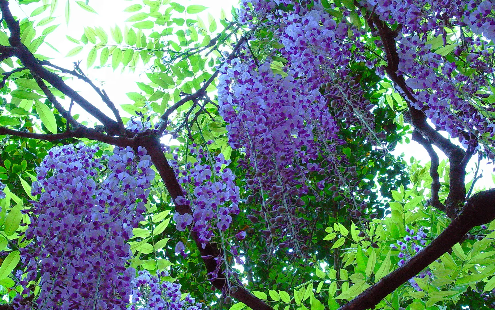 Japanese Wisteria (Wisteria Floribunda) — this species displays an impressive floral show in late spring to early summer; japanese Wisteria (Wisteria