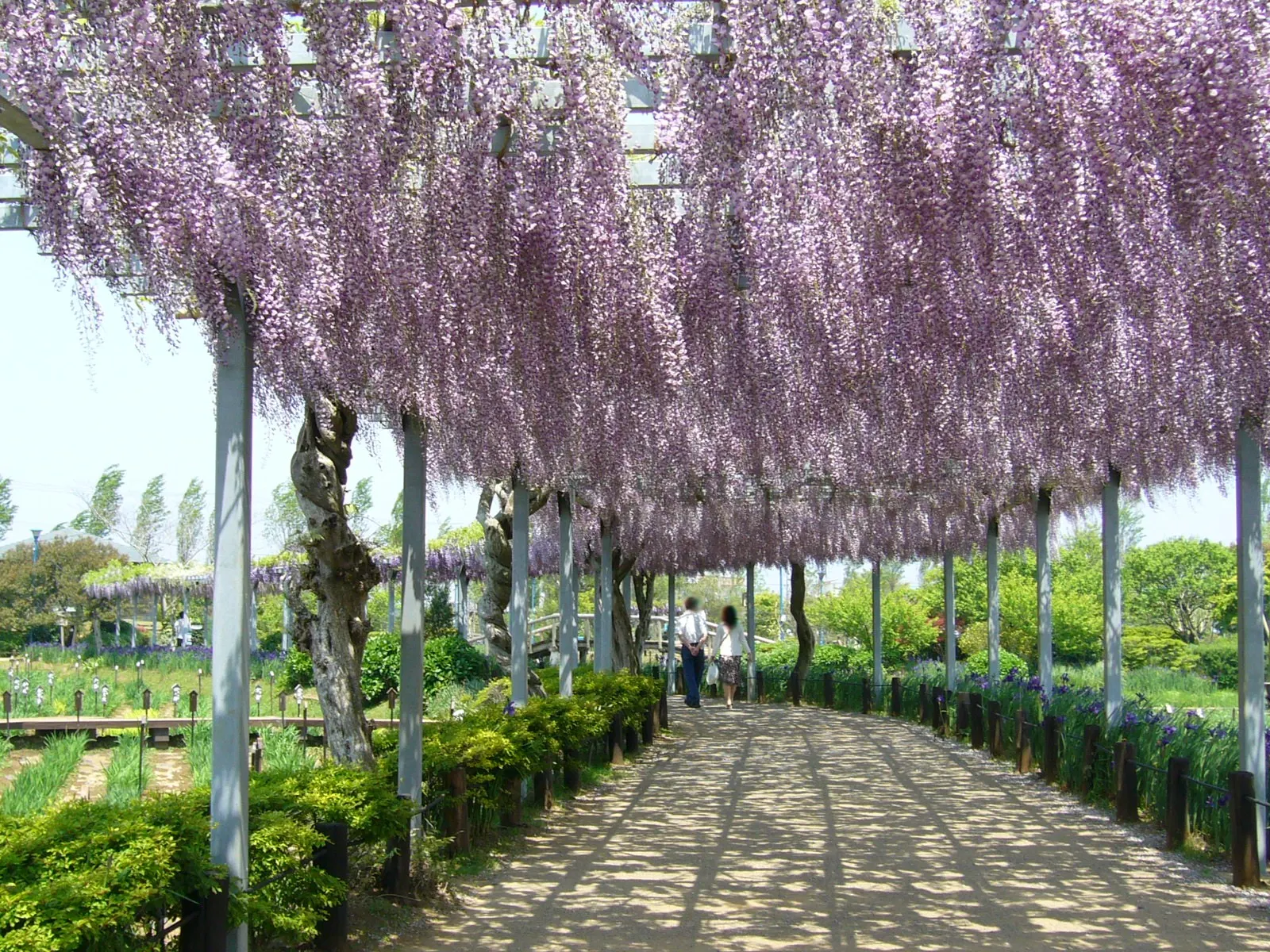 Japanese Wisteria (Wisteria Floribunda) — typically extending 12-18 inches long in shades of violet to white; as the Japanese Wisteria can endure, image 55