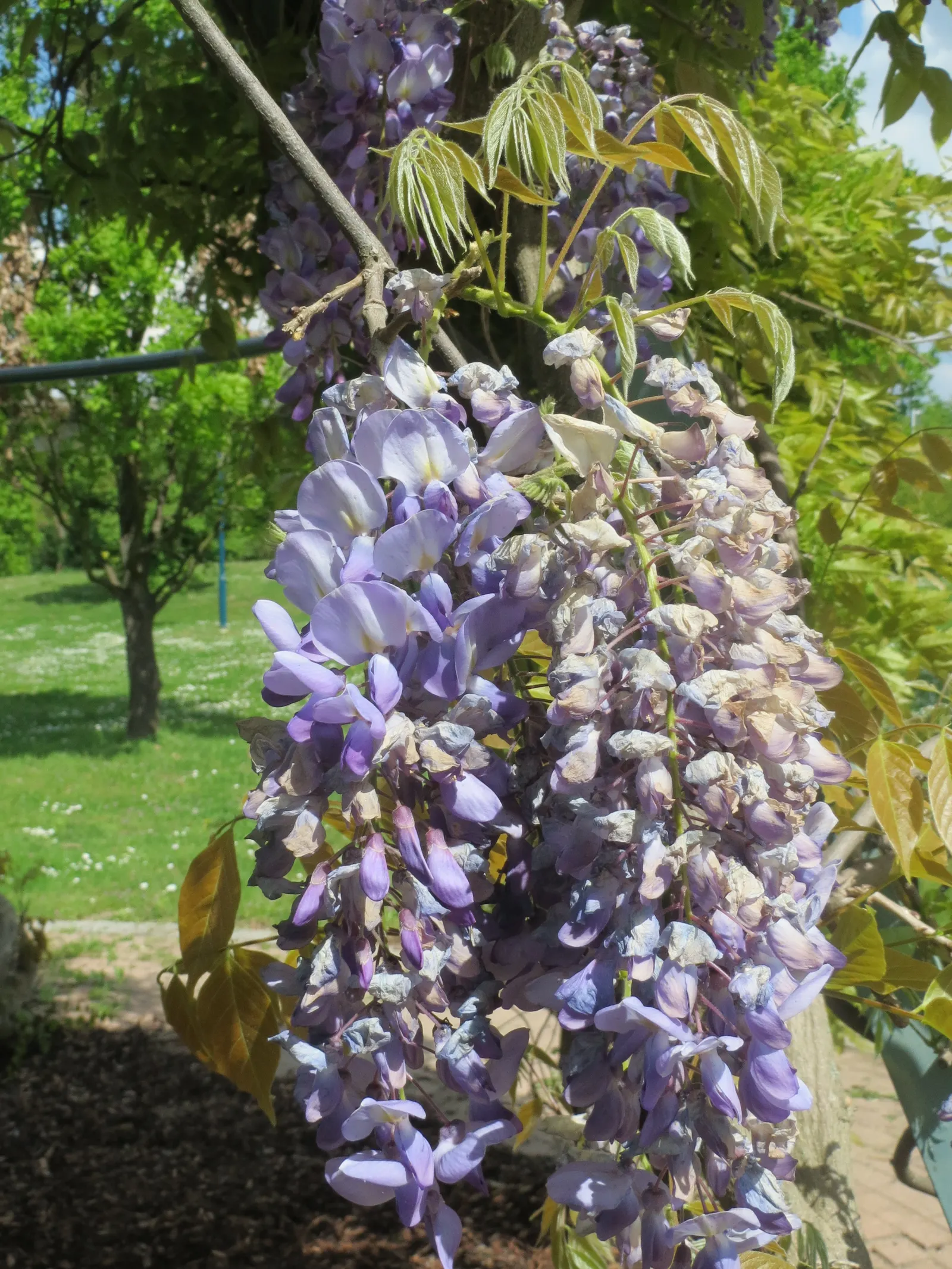 Japanese Wisteria (Wisteria Floribunda) — it is essential to consider its robust growth habit; shrub / vine for full or half
