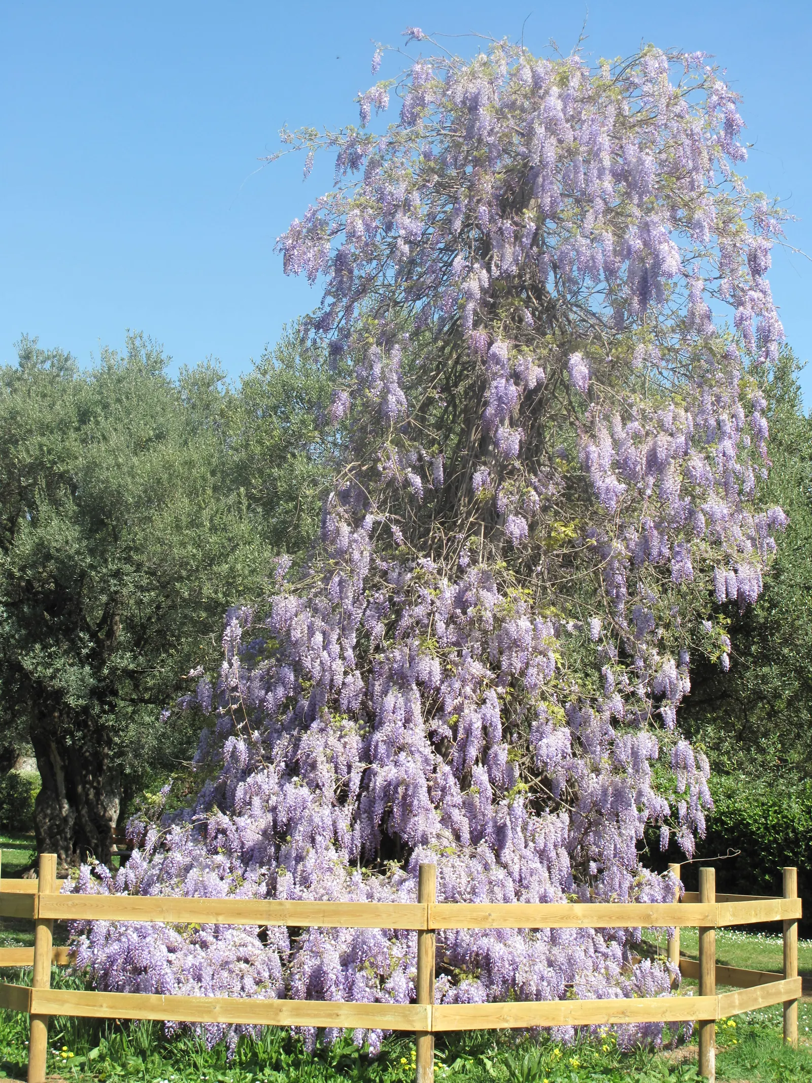 Japanese Wisteria (Wisteria Floribunda) — An ideal choice for creating vertical interest