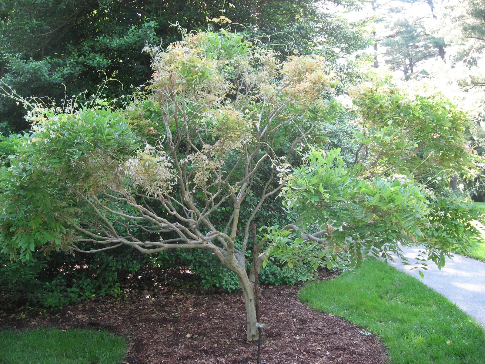 Japanese Wisteria (Wisteria Floribunda) — with racemes that can be exceptionally long
