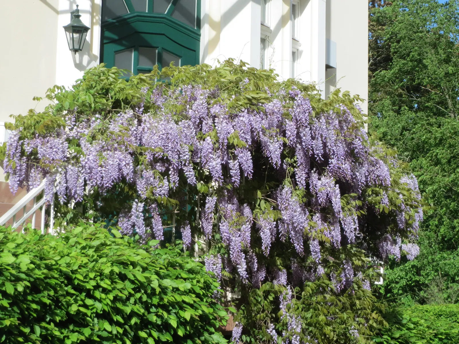 Japanese Wisteria (Wisteria Floribunda) — and sometimes even reaching over 3 feet; once in the summer and then again in the winter, image 63