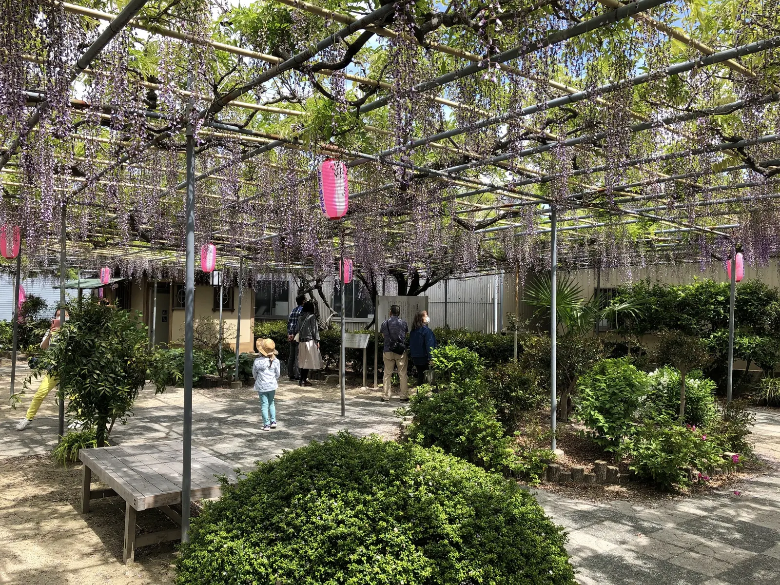 Japanese Wisteria (Wisteria Floribunda) — These pendulous blooms come in a variety of colors; typically extending 12-18 inches long in shades of, image 64