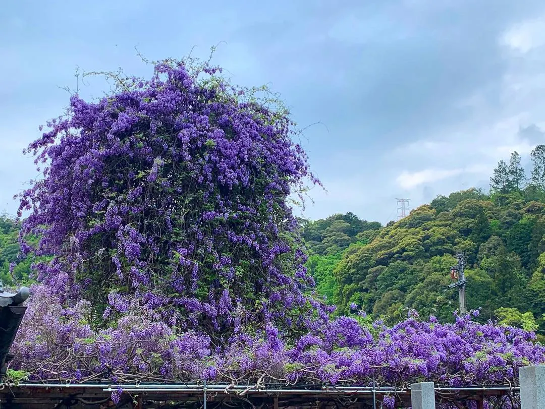 Japanese Wisteria (Wisteria Floribunda) — making it an ideal specimen for large structures such as pergolas; lavender and pink flowers in the garden, image 67