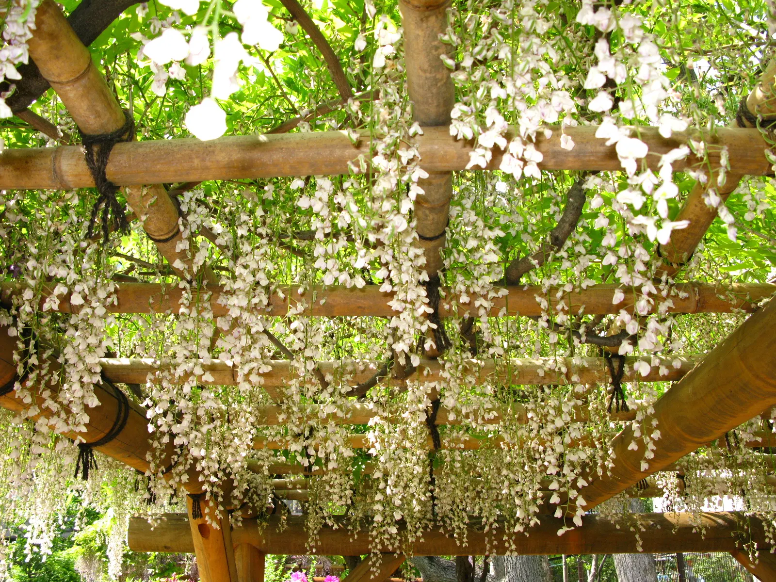 Japanese Wisteria (Wisteria Floribunda) — or fences where it can be trained to climb; it thrives in full sun to partial shade and requires sturdy, image 68