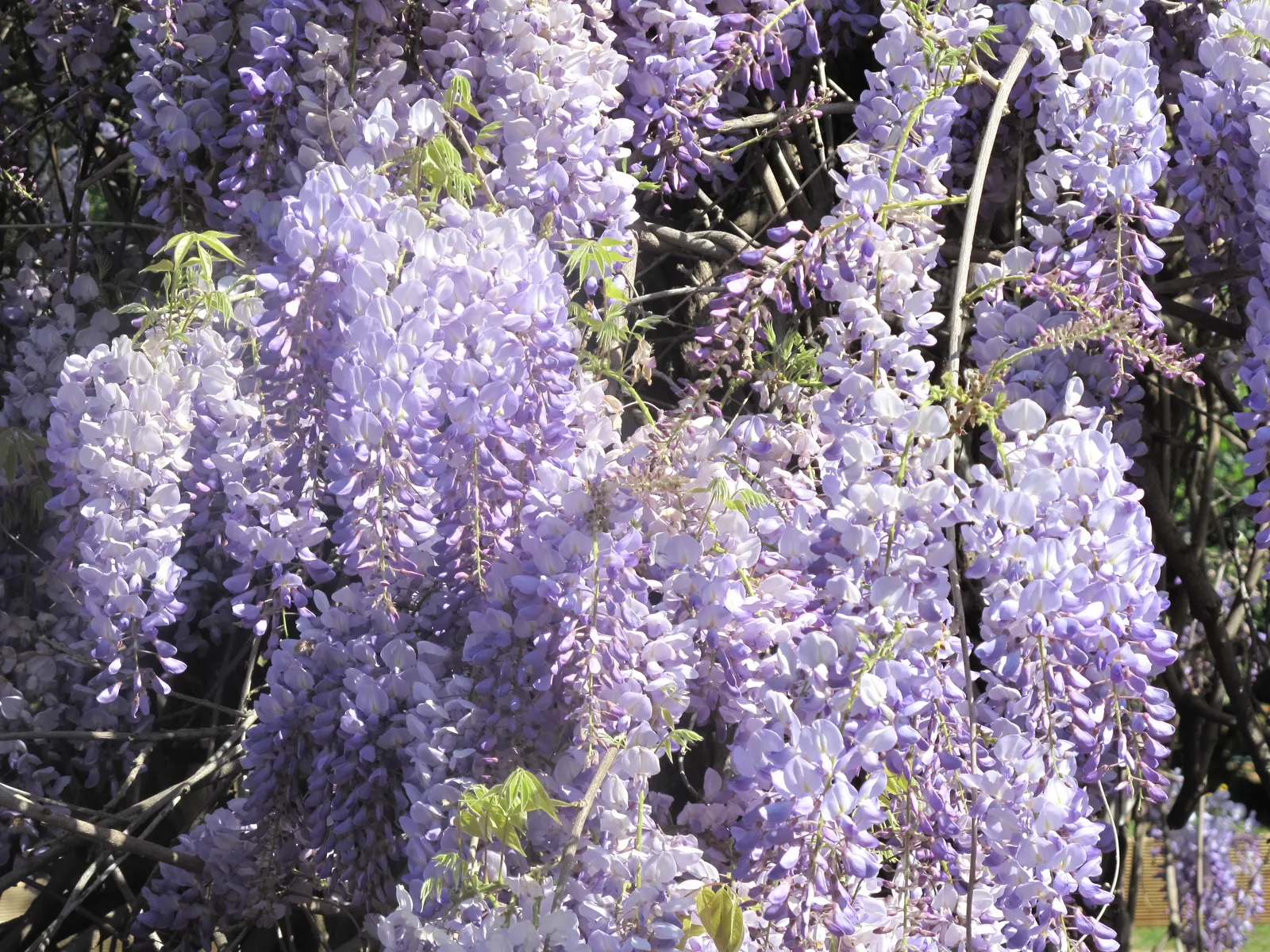 Japanese Wisteria (Wisteria Floribunda) — and sometimes even reaching over 3 feet