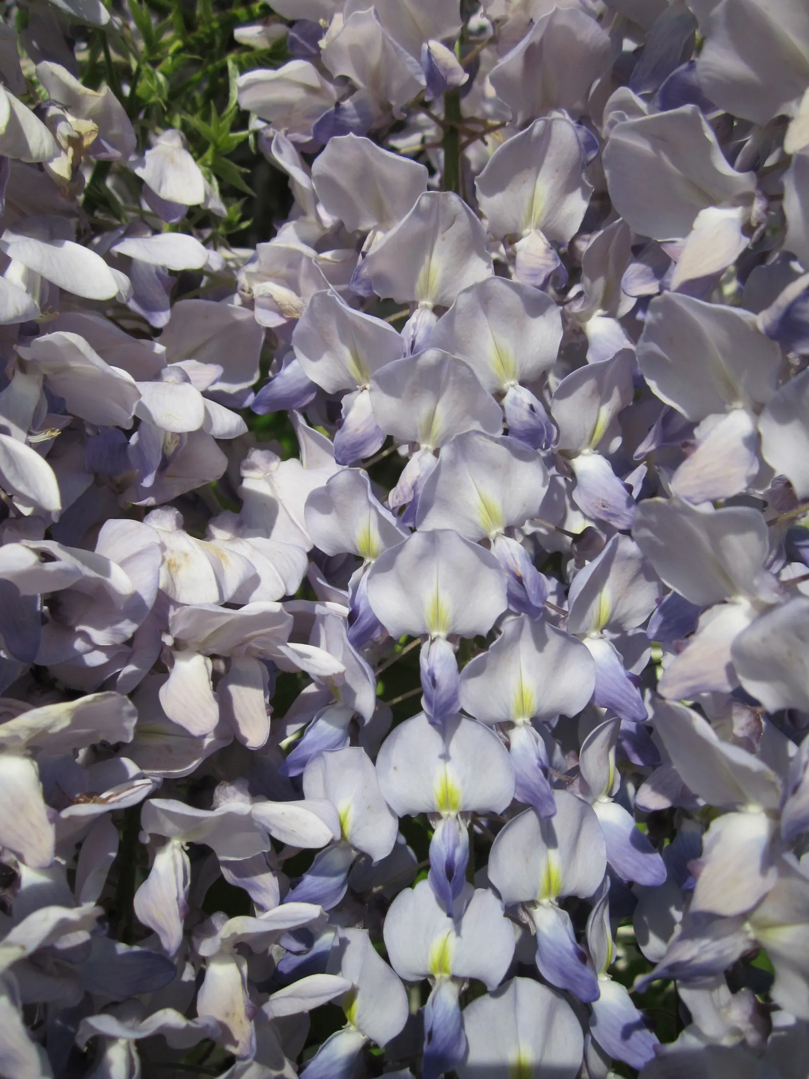 Japanese Wisteria (Wisteria Floribunda) — ranging from 12 to 18 inches; making it an ideal specimen for large structures such as pergolas, image 62