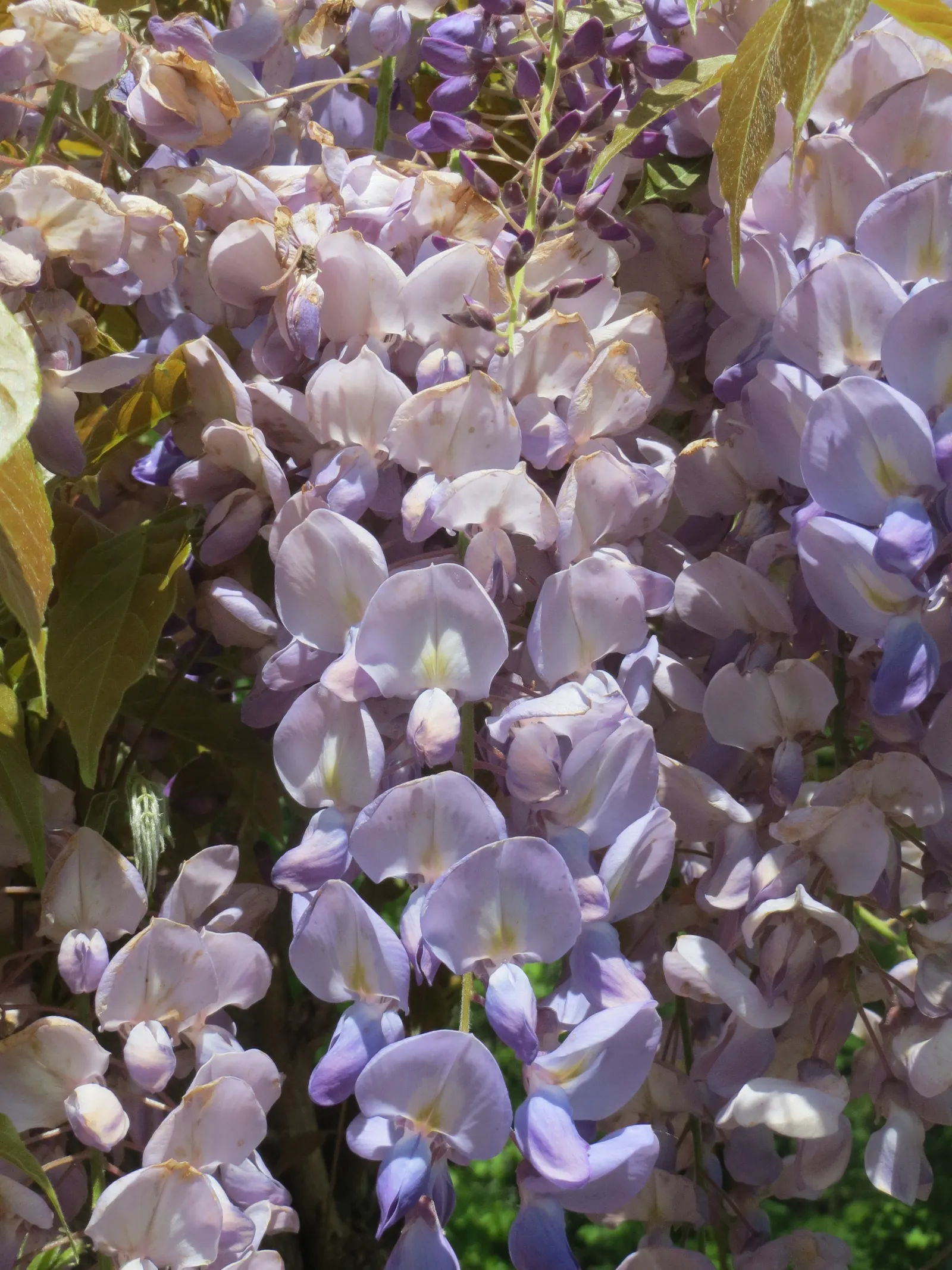 Japanese Wisteria (Wisteria Floribunda) — with a spread of about 8 to 10 feet