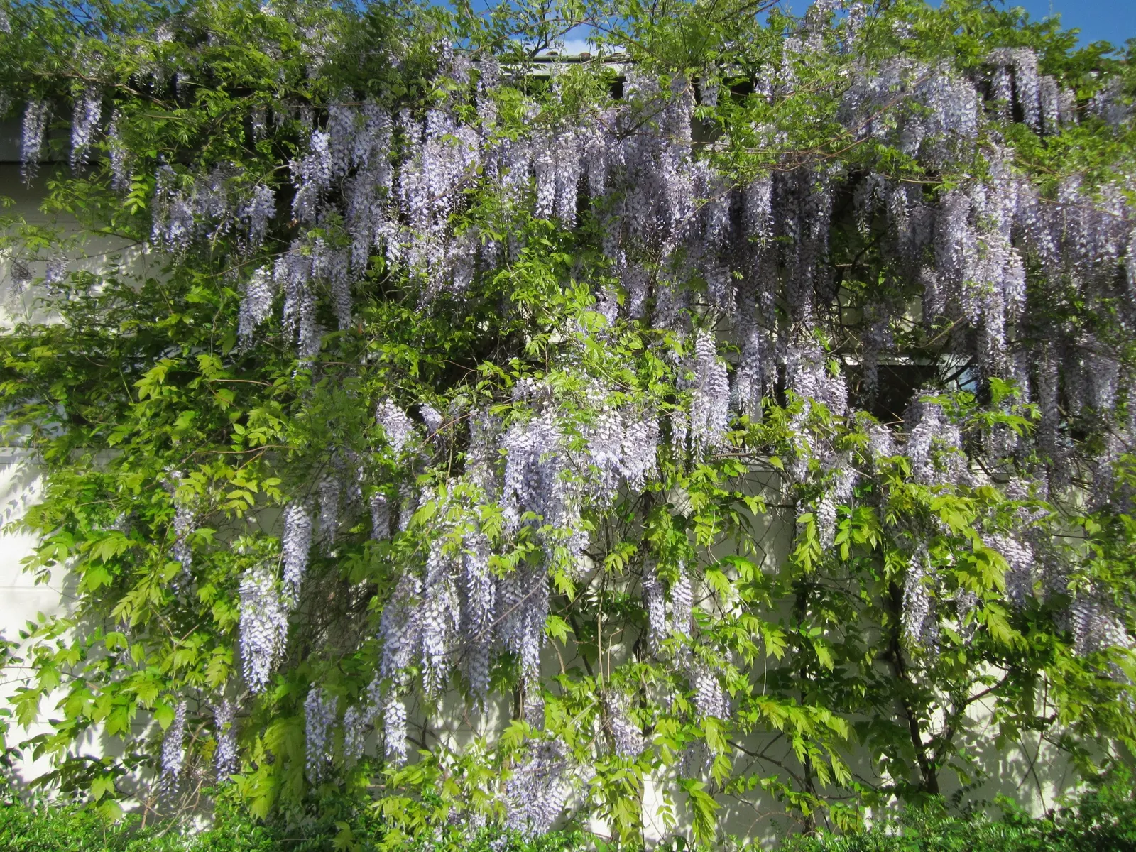 Japanese Wisteria (Wisteria Floribunda) — including shades of violet; ranging from 12 to 18 inches, image 65