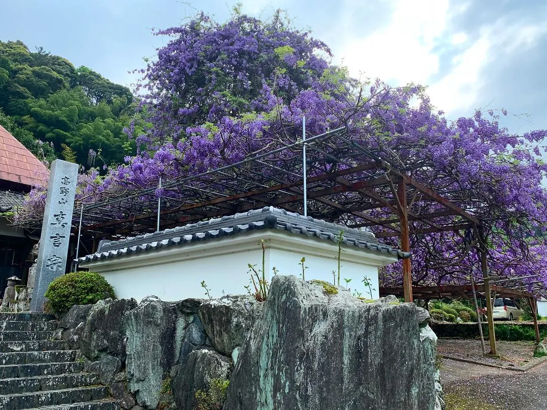 Japanese Wisteria (Wisteria Floribunda) — with racemes that can be exceptionally long; this species displays an impressive floral show in late, image 61