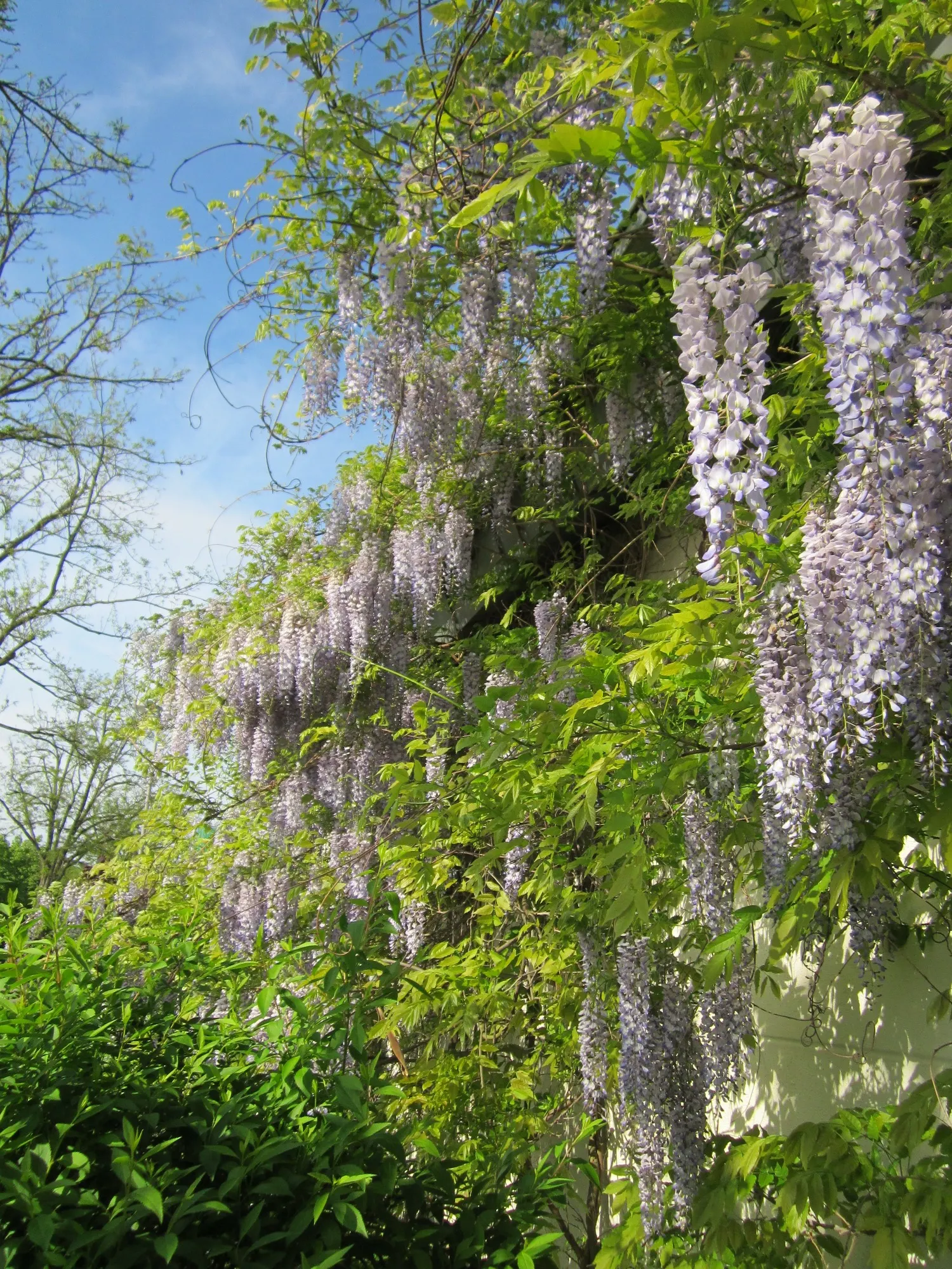 Japanese Wisteria (Wisteria Floribunda) — once in the summer and then again in the winter; pruning should be done twice a year