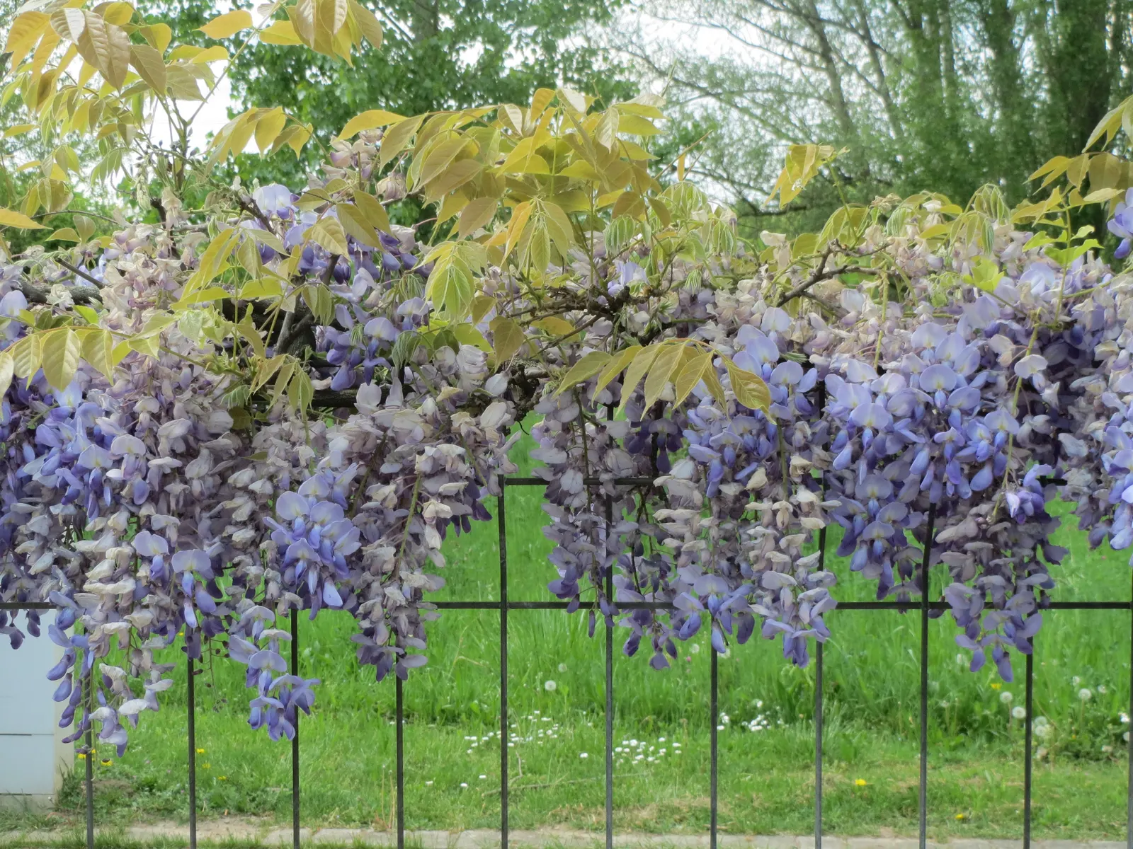Japanese Wisteria (Wisteria Floribunda) — Regular pruning will be needed to maintain its shape and promote flowering; deciduous climber renowned for its