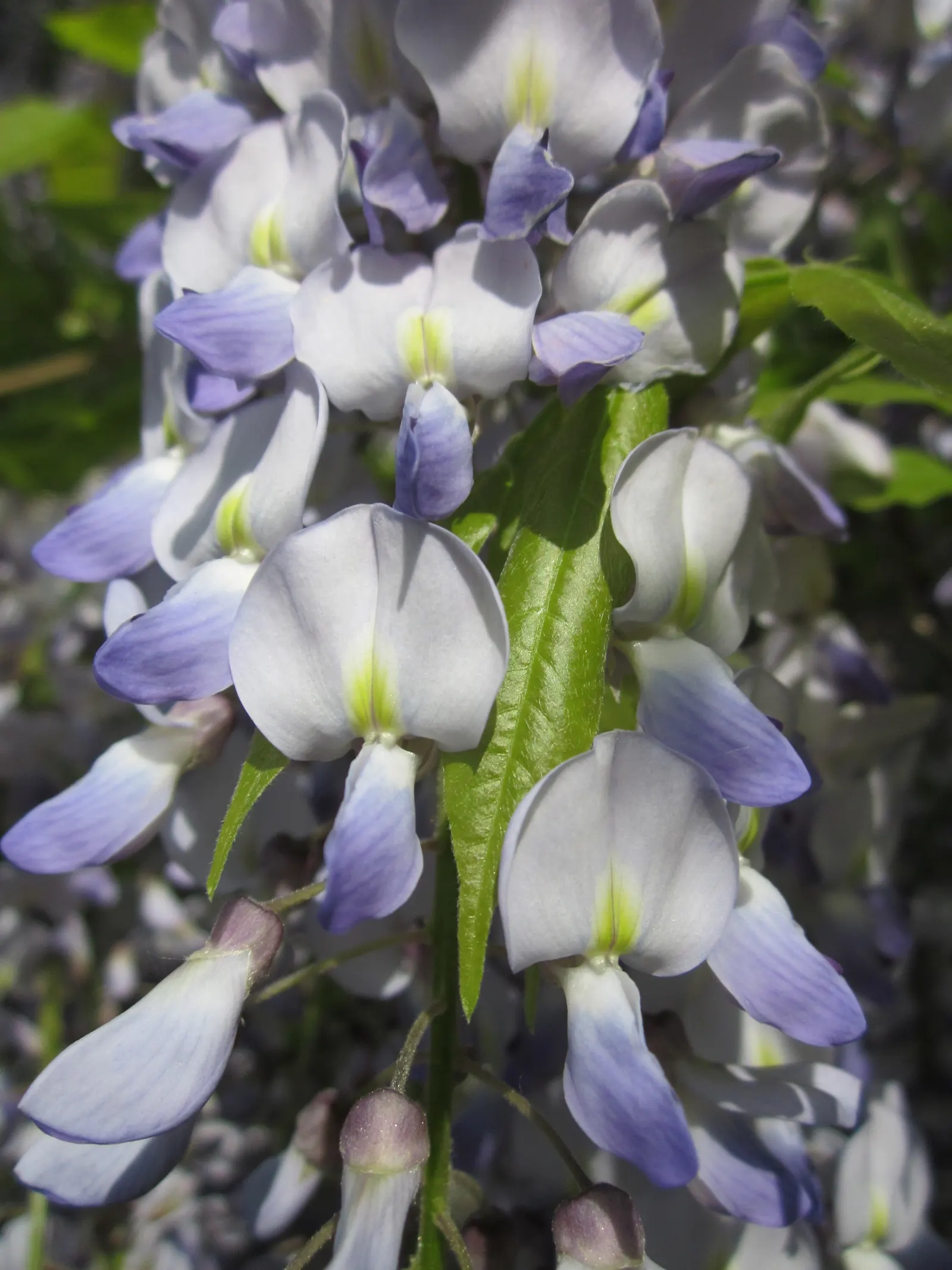 Japanese Wisteria (Wisteria Floribunda) — deciduous climber known for its cascading clusters of fragrant flowers; and sometimes even reaching over 3 feet