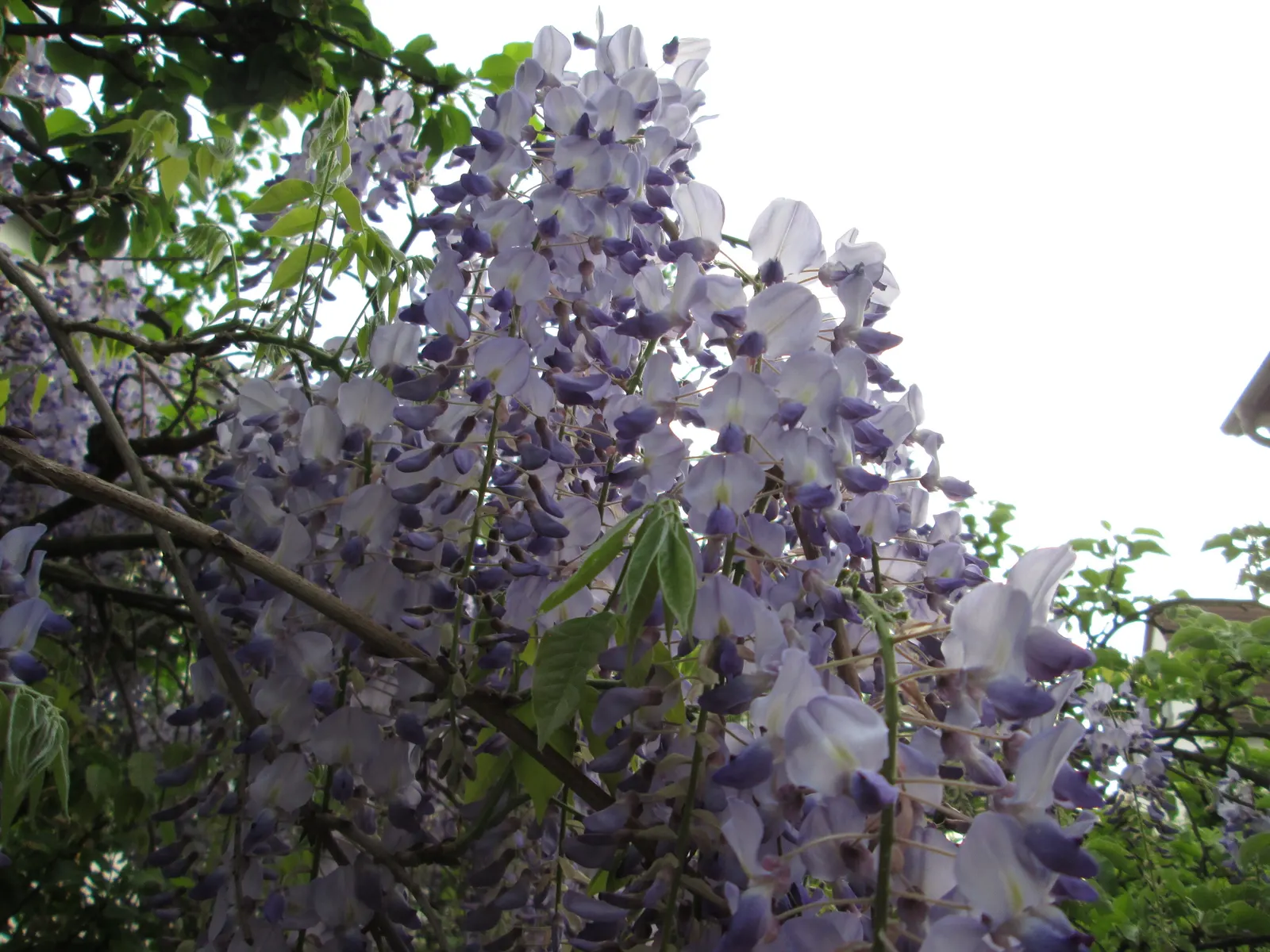 Japanese Wisteria (Wisteria Floribunda) — shrub / vine with lavender and pink blooms; or fences where it can be trained to climb, image 103