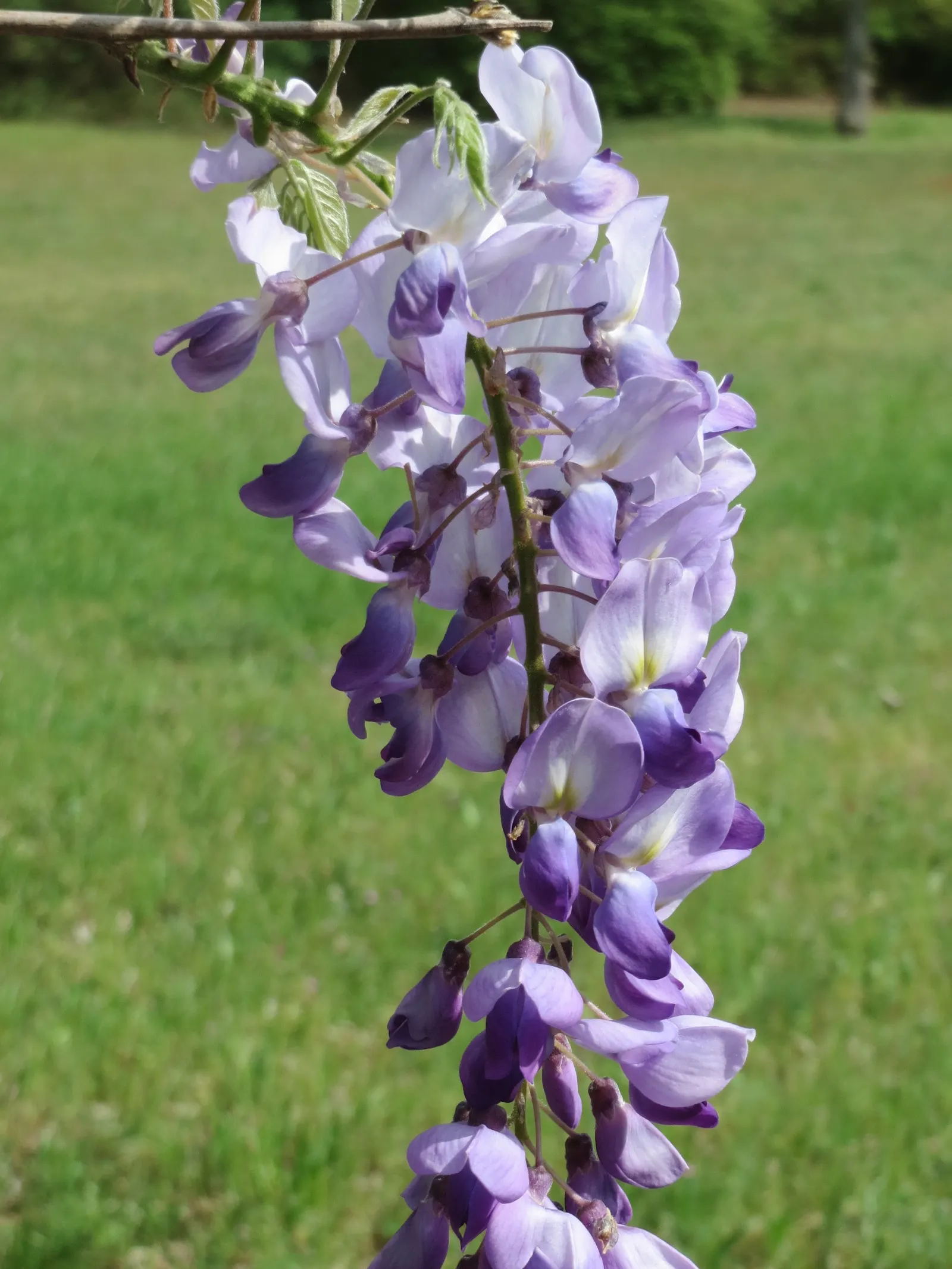 Japanese Wisteria (Wisteria Floribunda) — typically extending 12-18 inches long in shades of violet to white