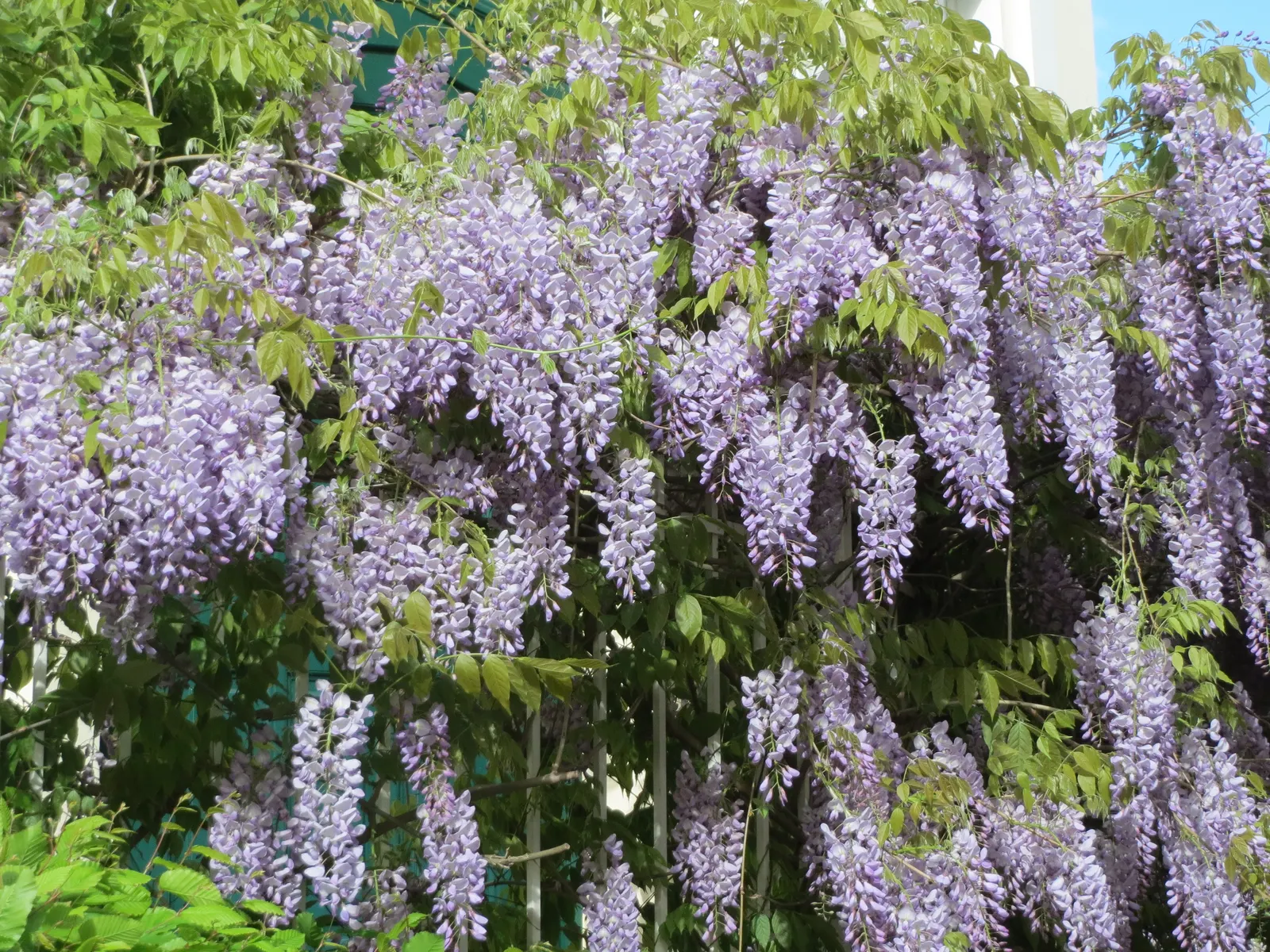 Japanese Wisteria (Wisteria Floribunda) — deciduous climber known for its cascading clusters of fragrant flowers