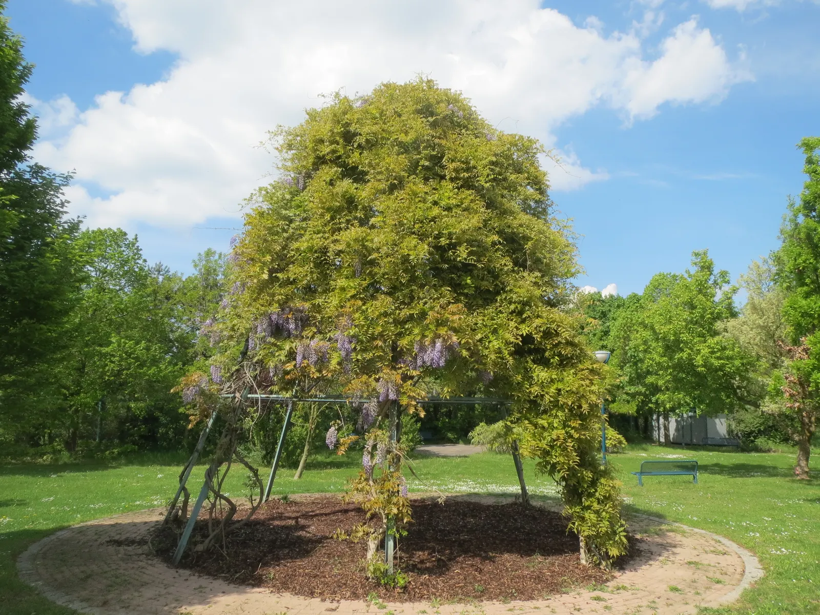 Japanese Wisteria (Wisteria Floribunda) — Space plants about 10-15 feet apart, allowing room for a spread of up to 30 feet
