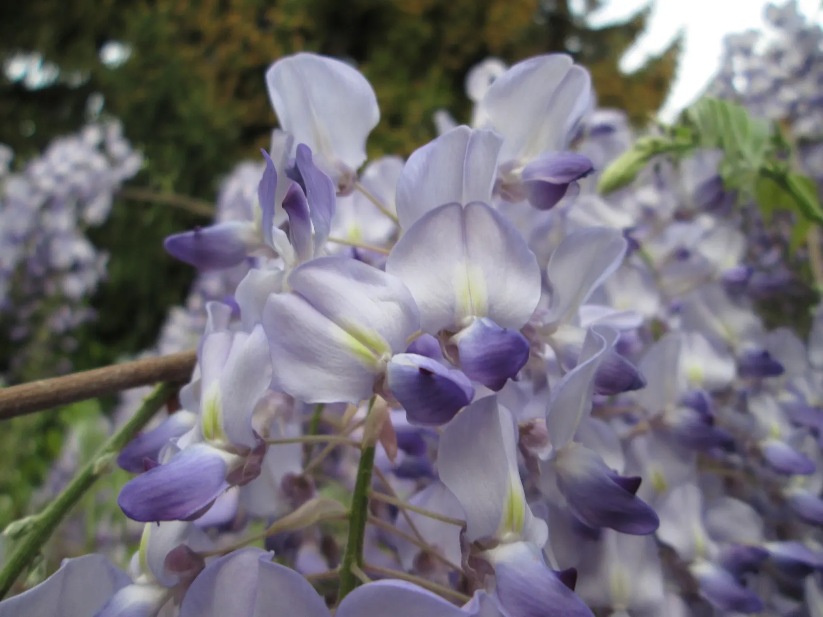 Japanese Wisteria (Wisteria Floribunda) — or fences where it can be trained to climb; it thrives in full sun to partial shade and requires sturdy support to