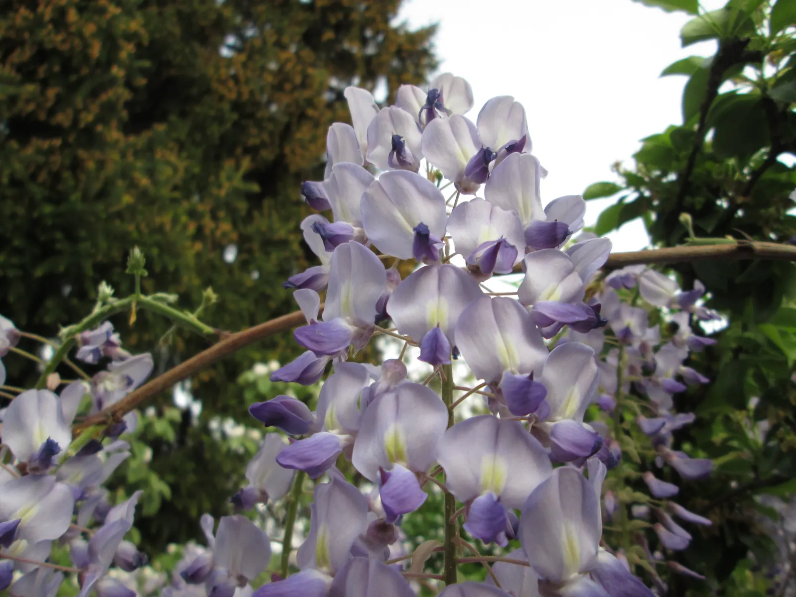 Japanese Wisteria (Wisteria Floribunda) — it is essential to consider its robust growth habit
