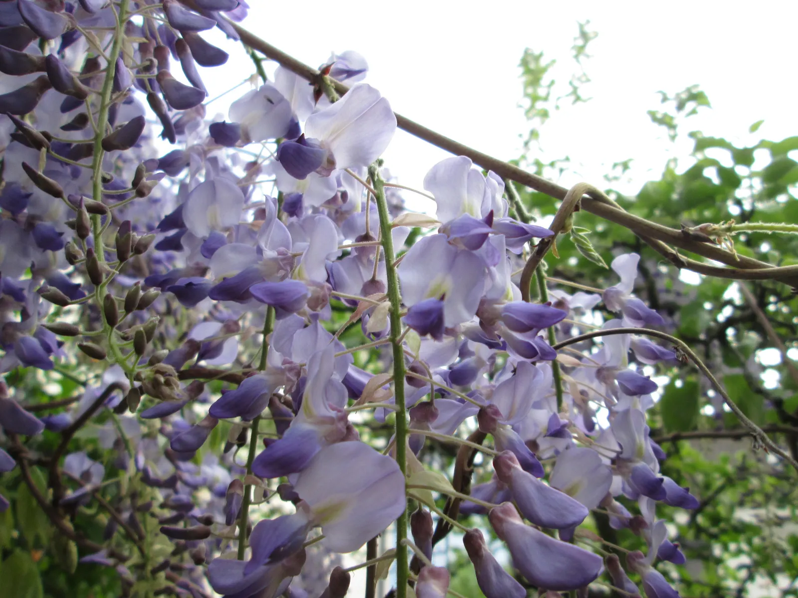 Japanese Wisteria (Wisteria Floribunda) — as the Japanese Wisteria can endure in USDA zones 4 through 9