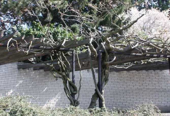 Japanese Wisteria (Wisteria Floribunda) — Japanese Wisteria (Wisteria floribunda) is a vigorous; an ideal choice for creating vertical interest