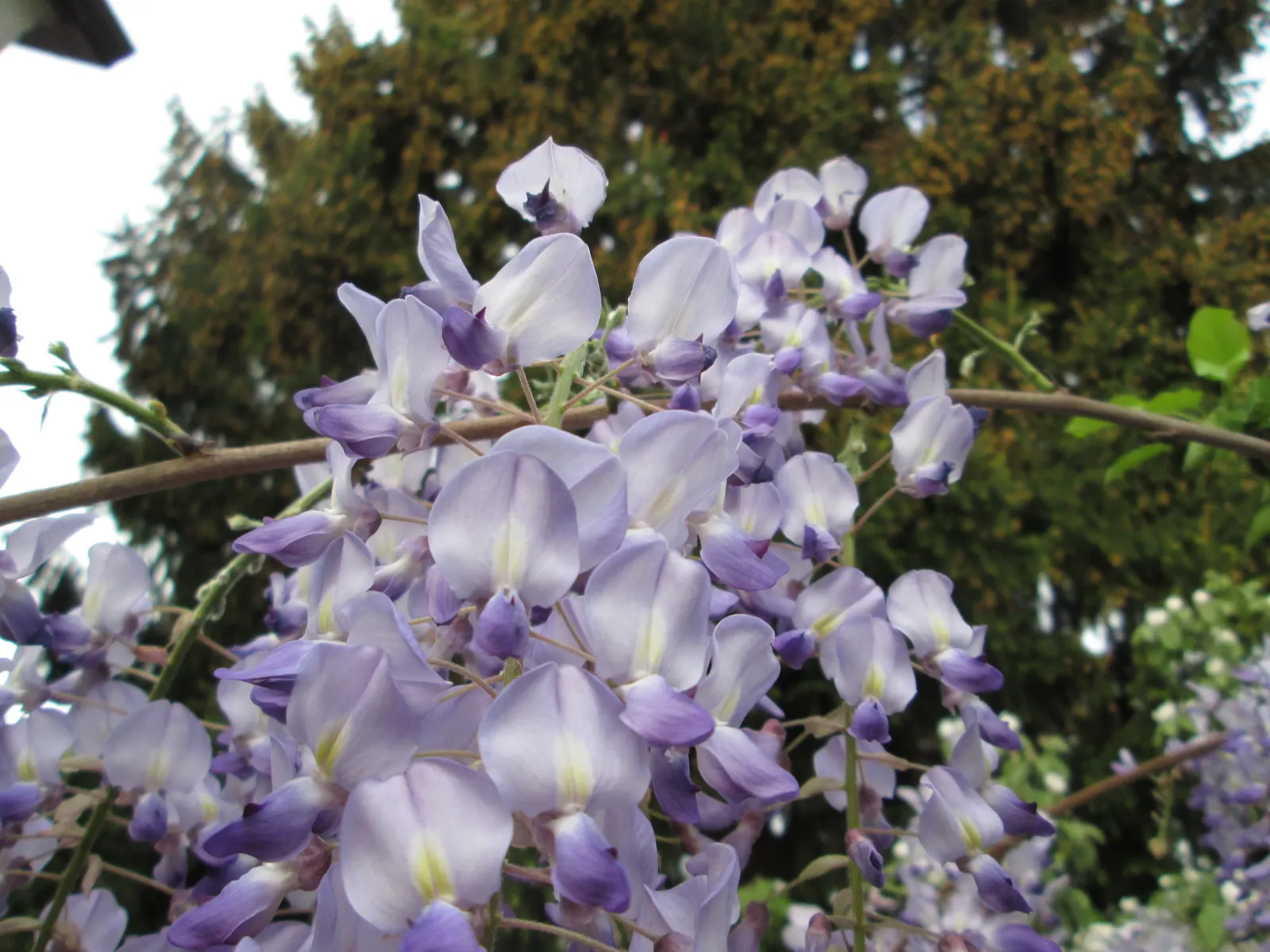 Japanese Wisteria (Wisteria Floribunda) — shrub / vine for full or half