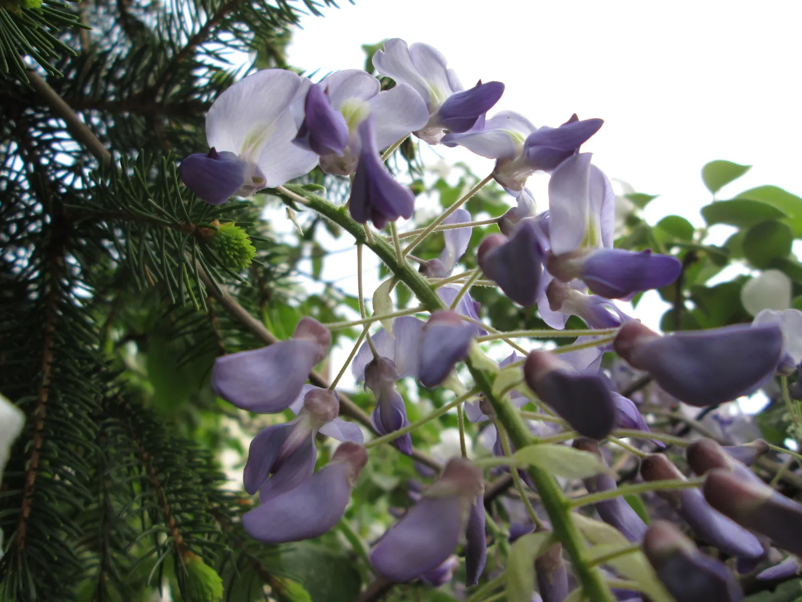 Japanese Wisteria (Wisteria Floribunda) — it thrives in full sun to partial shade and requires sturdy support to handle its mature weight; space plants about