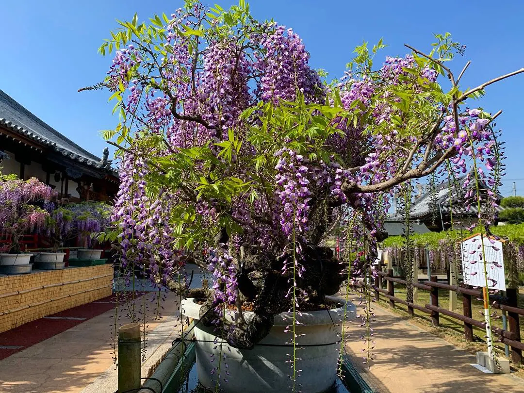 Japanese Wisteria (Wisteria Floribunda) — deciduous climber renowned for its cascading flower clusters and vigorous growth