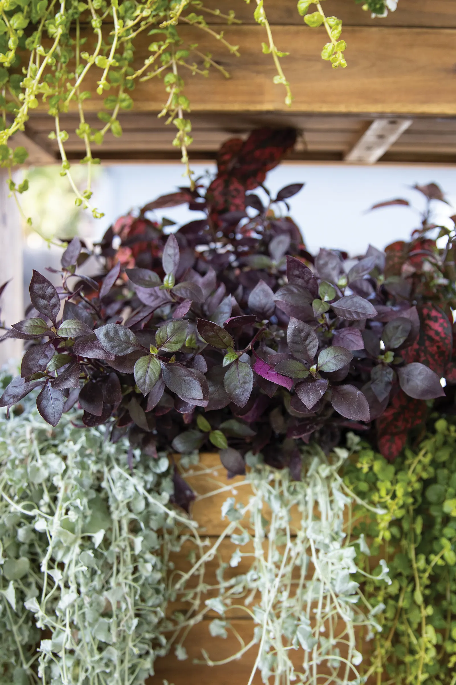 Plum Dandy™ Alternanthera — Hardy in USDA Zones 10a-11b