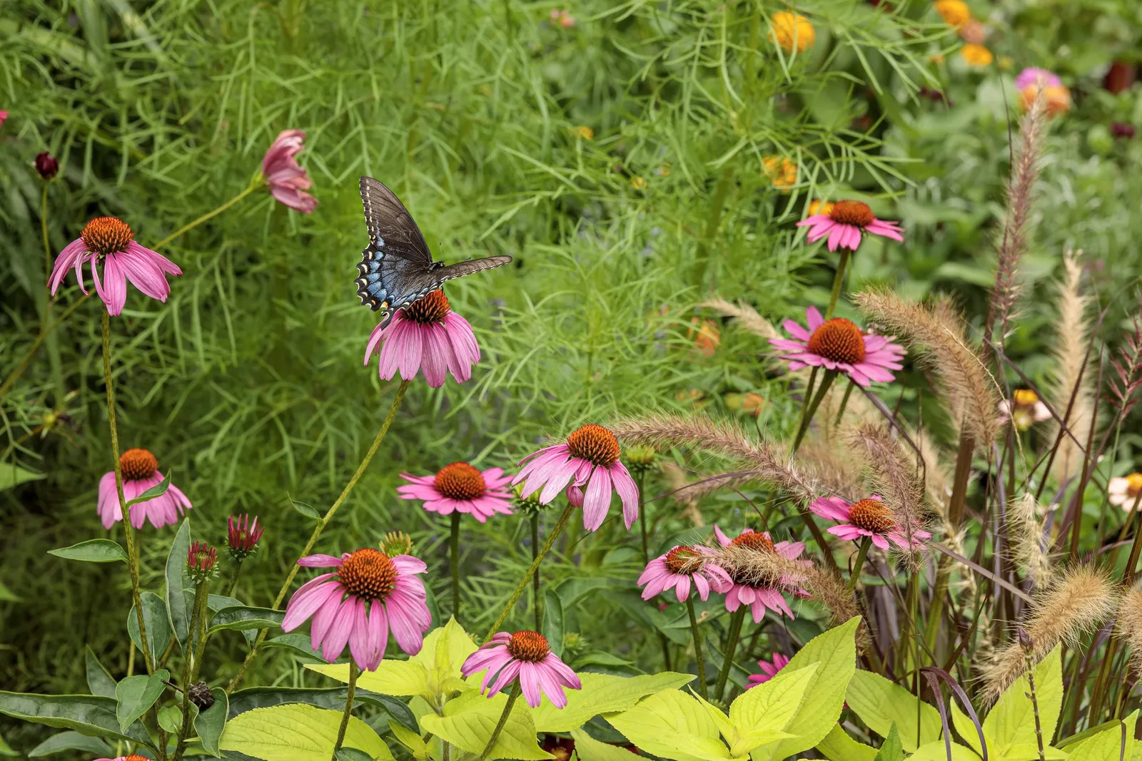 'The Fuchsia is Bright' Coneflower (Echinacea hybrid) — The Echinacea hybrid 'The Fuchsia is Bright' is a compact Proven Winners® coneflower with fragrant