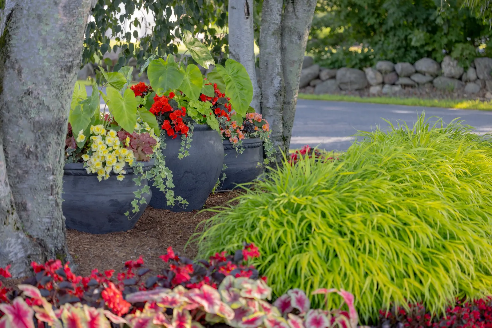Cherry Cordial™ Begonia — It grows upright to 12-24 inches tall and spreads 18-24 inches wide