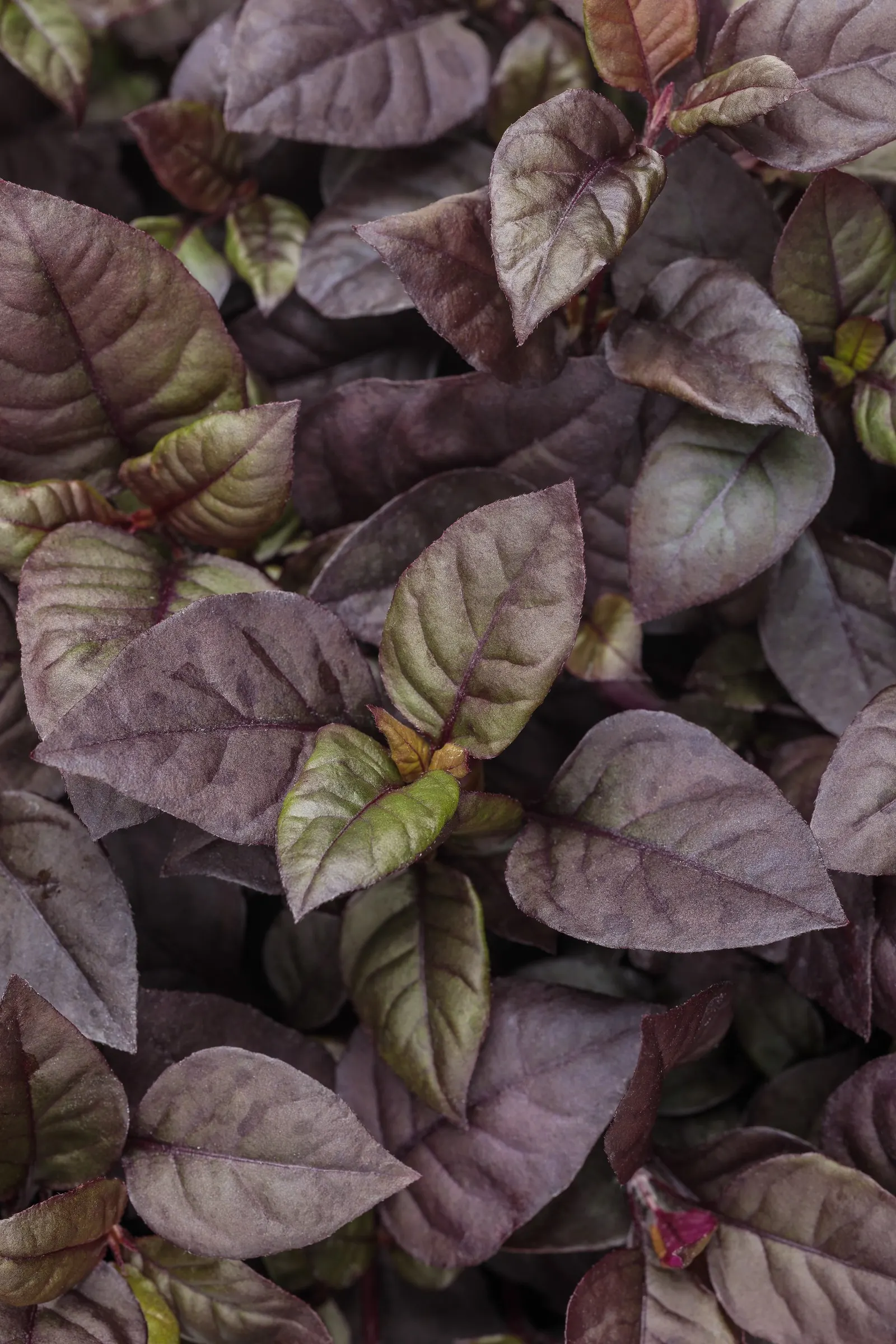Plum Dandy™ Alternanthera — mounded presence and velvety depth of tone; richly colored ribbon through sunny annual plantings, image 69