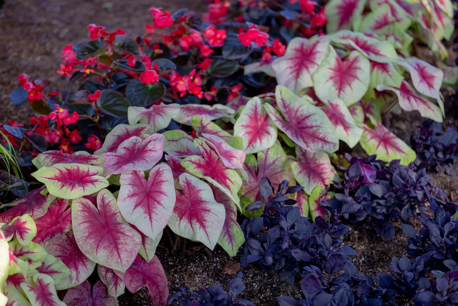 Cherry Cordial™ Begonia — Upright and full in habit